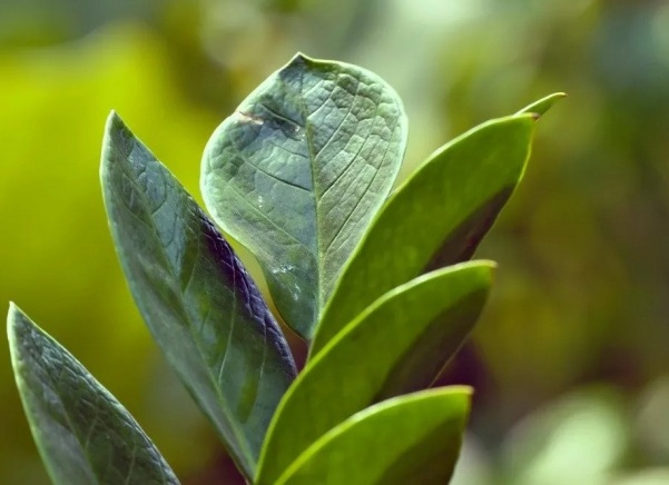 Не завянут и не пожухнут: как продлить жизнь зелени, фруктам и овощам